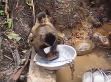 Lucu, Monyet ini Bantu Sang Pawang Cuci Piring