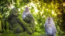 Teridentifikasi di Singapura, Sekilas Soal Cacar Monyet