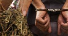 Polisi Tangkap Sopir Taksi Bawa 1 Kilo Ganja Kering  di Tiban 