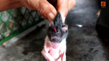 Heboh Kucing Bertanduk dan Bermata Satu di Bengkulu