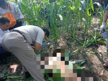 Pencari Rumput Temukan Mayat Bella Dalam Kondisi Bugil