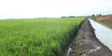 Indonesia Kirim Dua Tenaga Ahli Pertanian ke Myanmar