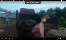 Video Pria Tanjungpinang Tangkap Buaya Besar