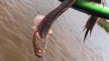 Pemancing di Australia Temukan Ikan Mirip Alien, Begini Bentuknya