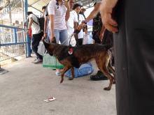 Foto-foto Anjing Pelacak Seharga Rp 140 Juta Mendeteksi Narkoba