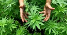 Jus Ganja Dianggap Minuman Sehat, Berani Coba?