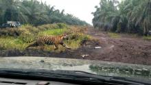 Usai Ditembak Bius, Harimau Bonita Hilang Misterius