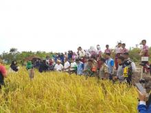 Panen Padi Perdana di Desa Lanjut, Kades Yakin Program Pertanian Awe-Nizar Berhasil