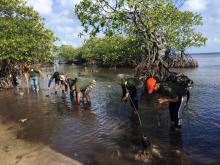 HARRIS Resort Barelang Batam Tanam 100 Bibit Mangrove di Pulau Petong 