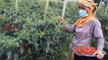Dorong Budidaya Tanaman Hortikultura, Cara Pemkab Bintan Tekan Inflasi