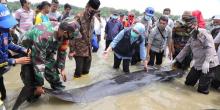 Puluhan Ikan Paus Mati Terdampar di Selat Madura
