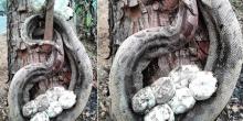 Ular Piton Rela Mati Demi Selamatkan Telurya dari Kebakaran Hutan