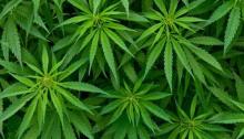 Indonesia Tidak Pernah Gunakan Ganja untuk Pengobatan