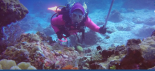 Terumbu Karang Raja Ampat Hancur Lebur Dihajar Celedonian Sky