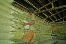 Sagu di Lingga Miliki Prospek Bagus untuk Dikembangkan