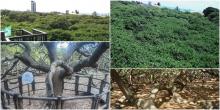 Pohon Jambu Monyet Terbesar di Dunia, Akarnya Sampai Jadi Hutan Mini