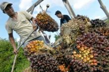 Oknum Pemilik RAM Sawit di Koto Gadang Dharmasraya Diduga Kuat Tadah Sawit Curian