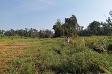 Sawah Bukit Langkap di Lingga Kekeringan, Petani Tanam Sayur di Pematang