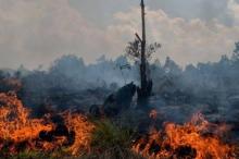 Dikepung Ratusan Titik Panas Kebakaran Hutan, Riau Darurat!