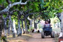 Batam Lebih Potensial jadi Kawasan Agrowisata