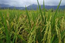 Petani Padi Panggak Darat Butuh Peran Pemda Lingga Tingkatkan Hasil Panen