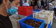 Pemerintah Wuhan Resmi Larang Konsumsi Hewan Liar