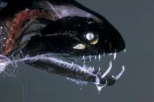 Black Dragonfish, Ikan yang Mirip Karakter Alien di Film