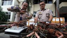 Polda Kepri Buru Otak Penyelundupan Lobster Senilai Rp 13,6 Miliar