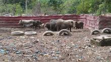 Polisi Periksa 33 Peternak Babi Ilegal di Seputaran Dam Duriangkang