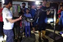 Ular Piton 6 Meter Hebohkan Warga Ranai Natuna