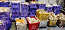 Ribuan Ayam Potong Mati Terimbas Kemacetan Lalin di Perbatasan Singapura-Malaysia