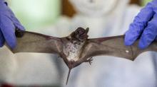 Jadi Ancaman Pandemi Baru, Ini Sederet Cara Hindari Penularan Virus Nipah