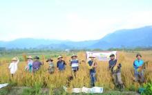Pasca Kemarau, Petani Panggak Darat di Lingga Kembali Panen Padi