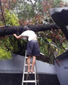 Penampakan Cemara Raksasa Timpa Rumah Warga Lucky Garden Batam