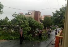 Hujan Lebat di Karimun, Pohon Tumbang Nyaris Celakai Pengendara