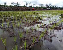 Petani Desa Panggak Kebingungan, Awe Diminta Turun ke Sawah