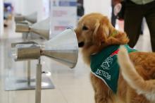 Chile Libatkan Anjing Pelacak Deteksi Corona di Bandara