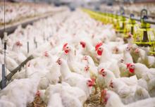 Peternak Ayam di Bintan Keluhkan Naiknya Tarif Kargo Pesawat
