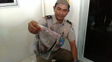 Sebanyak 148 Ekor Murai Batu Selundupan Akhirnya Mati, Hanya Tersisa 5 Ekor