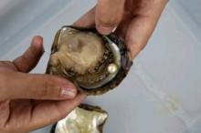 Seorang Pria Temukan Mutiara Seharga Rp58 Juta Pada Tiram yang Disantapnya