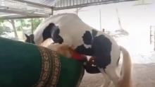 Viral Kuda Kalap Hendak Kawini Manusia, Publik: Salah Sasaran!