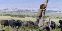 Ngakak Lihat Foto Ini, Raja Hutan Ketakutan Dikepung Kawanan Kerbau