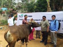 PT TJK Power Serahkan 6 Sapi Kurban untuk Warga Kampung Tua