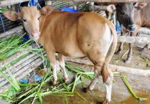 Sapi Ras Bali Masuk Batam Wajib Uji PCR Virus Jembrana