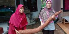 Warga Sawangan Panen Singkong Sepanjang 2 Meter