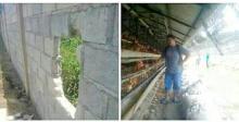Pencuri Gasak 300 Ekor Ayam dan Jarah Kelong Milik Warga Bintan