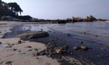Limbah Musiman Sludge Oil Hantui Pantai Bintan Tiap Musim Utara