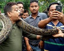 Berniat Foto Selfie, Pria Ini Nyaris Dililit Ular Piton