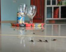 Gerombolan Lalat Serang Pemukiman Warga di Bintan