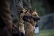 Seorang Tentara Austria Tewas Diserang Anjing Penjaga